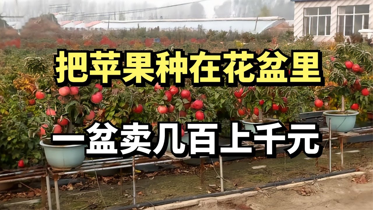 河北农民把苹果种在花盆里，一盆卖几百上千元，年销售5000多万元