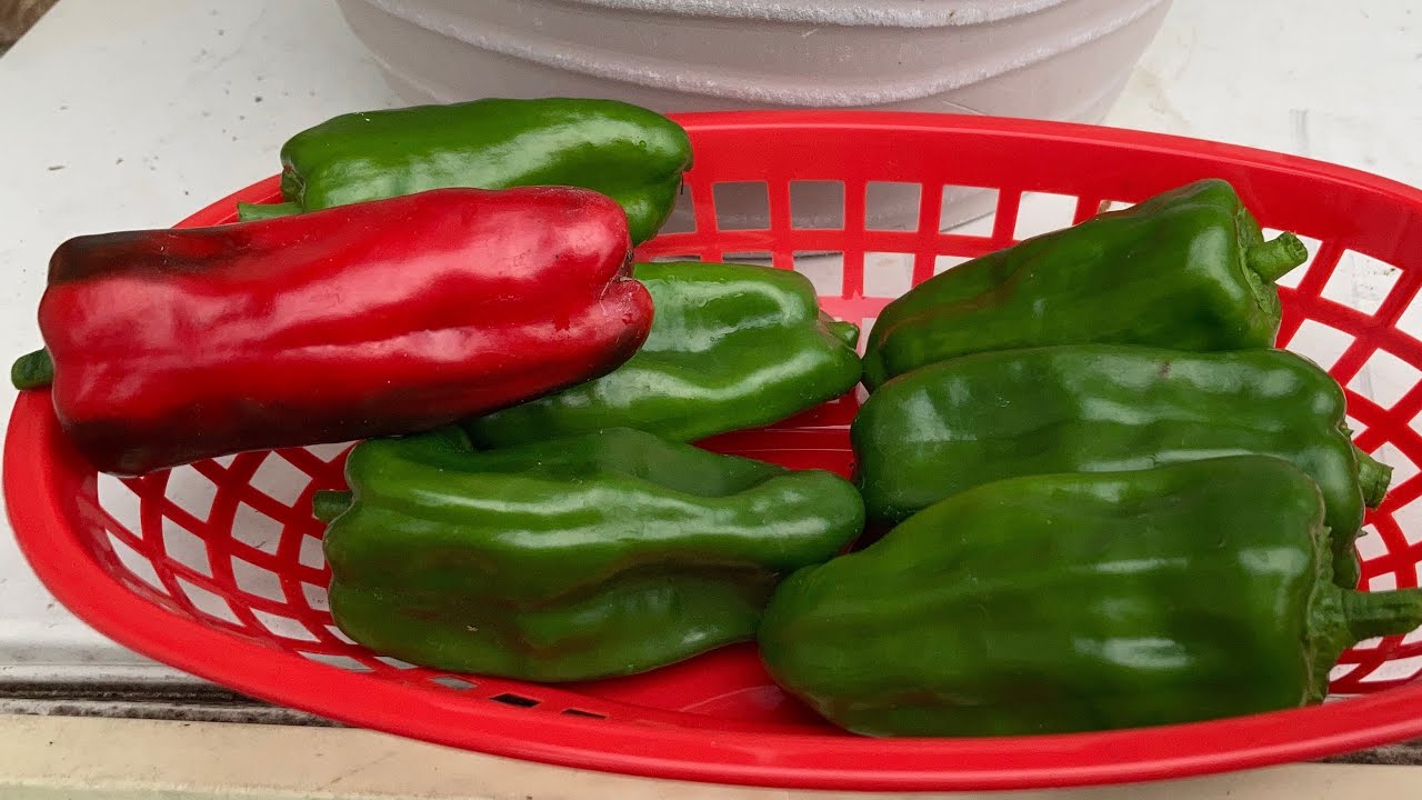 SWEET HEAT PEPPERS🌶 | Bonnie Plants | Peppers