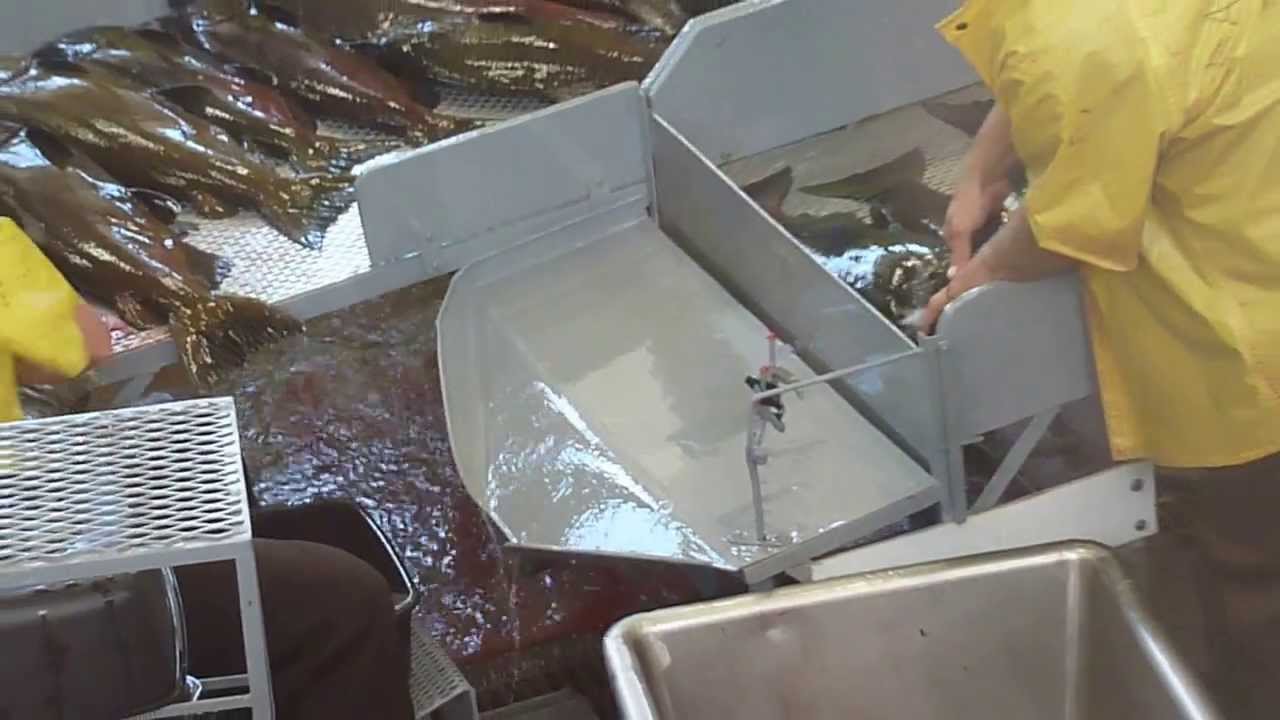 2012 Salmon Spawning @Feather River Fish Hatchery (3)