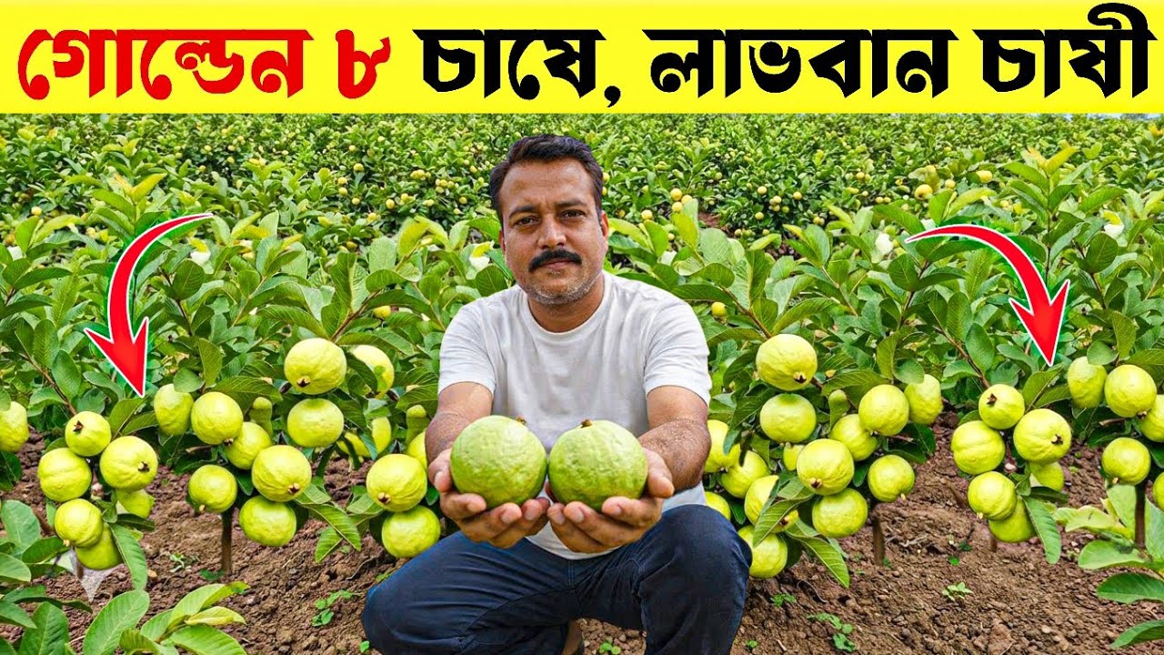 ১ বিঘায় গোল্ডেন ৮ পেয়ারা চাষে কত লাভ? | Golden 8 Guava Farming Profit | High Profit Guava Farming