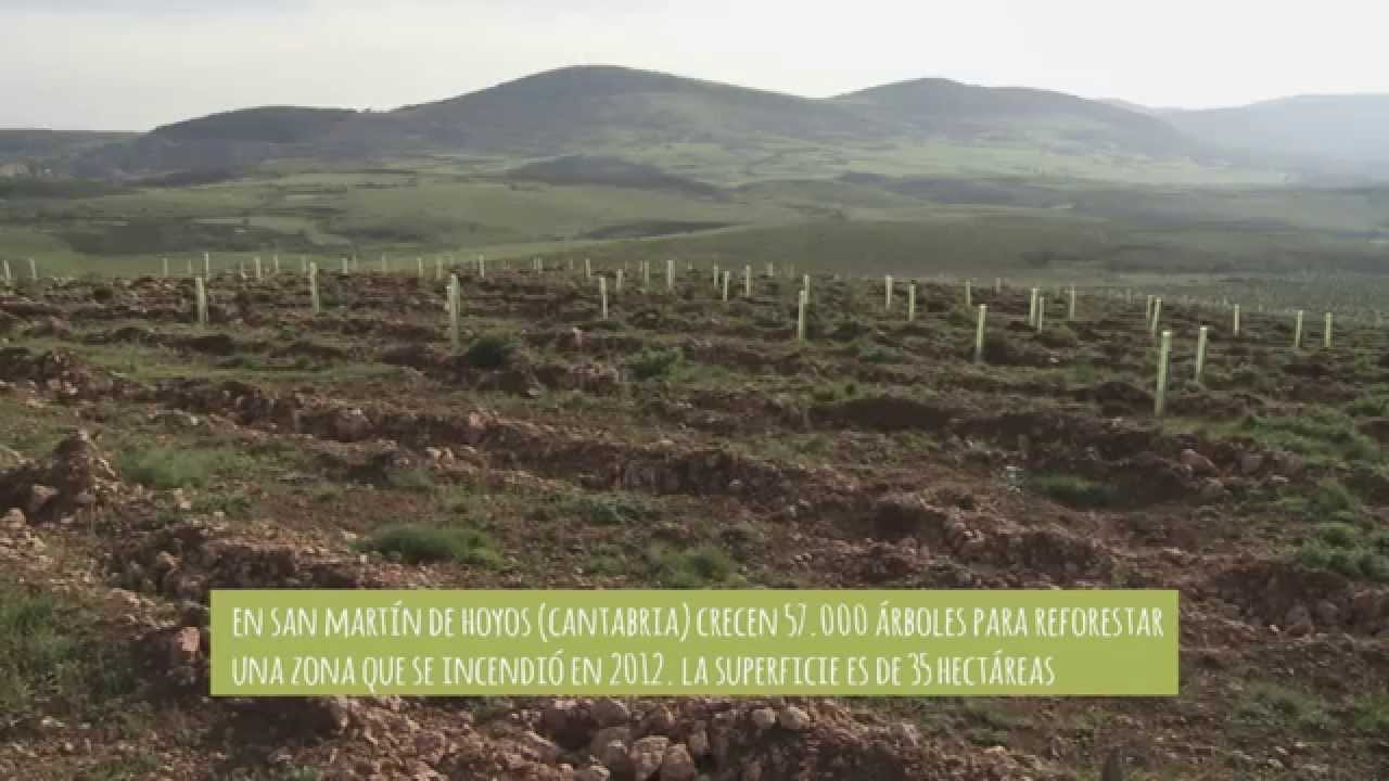 Bosques Sostenibles: oxígeno para las empresas