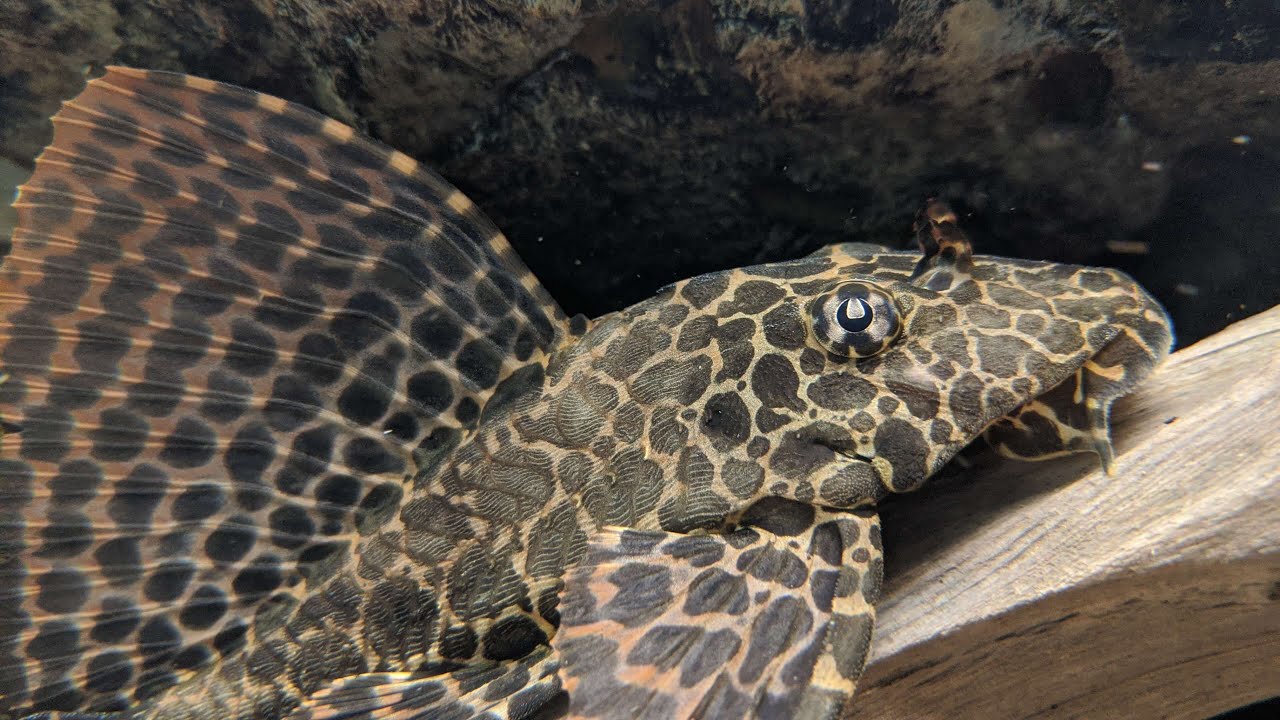 The Most Misunderstood Fish: PLECOS