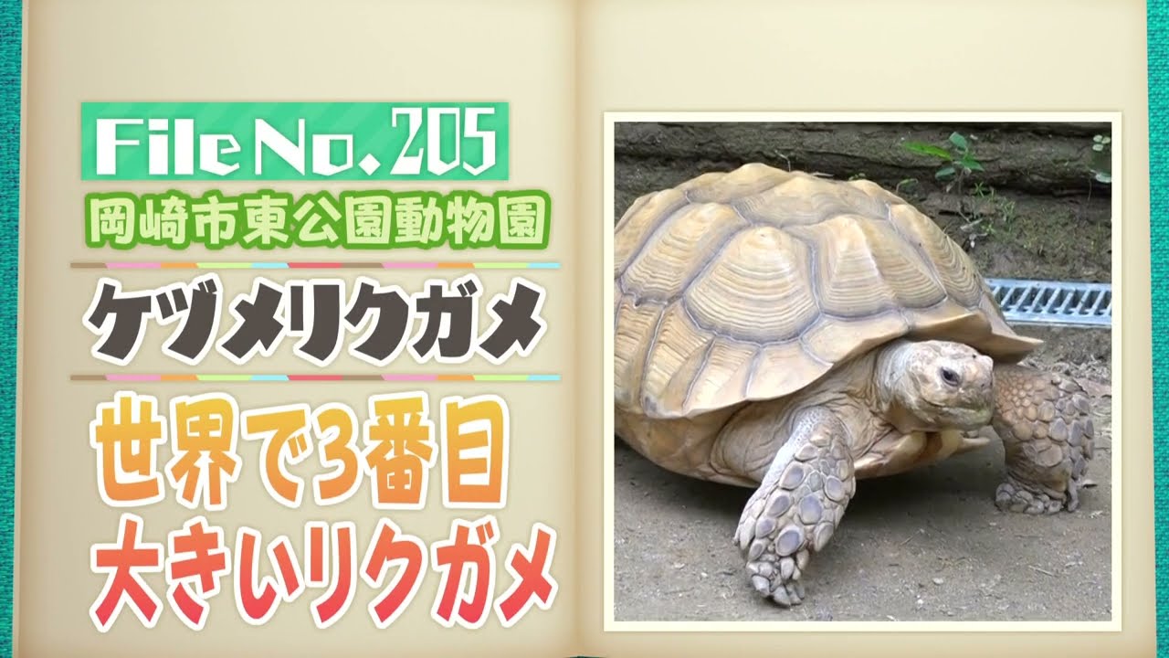 世界で3番目に大きい！ケヅメリクガメの成長に必要なことは？【どうぶつZOO鑑】2024年5月31日放送