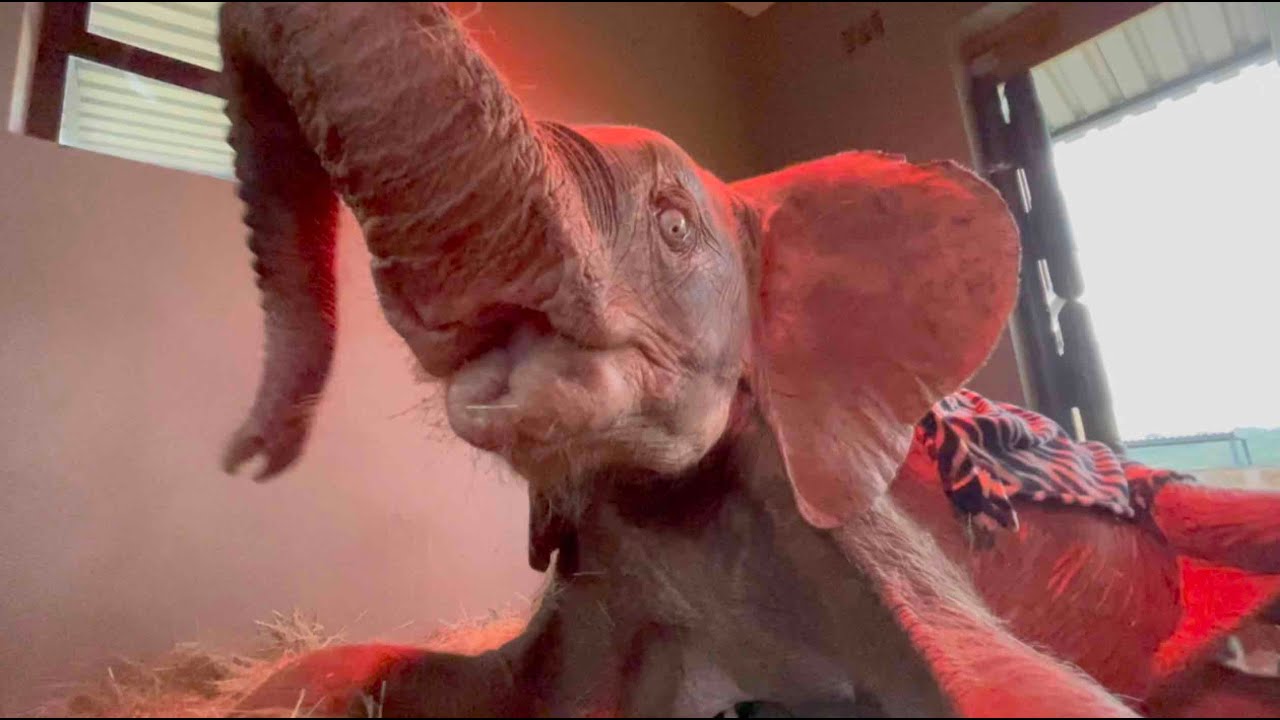 A Day in the Life of Albino Baby Elephant, Khanyisa ~ Part 1