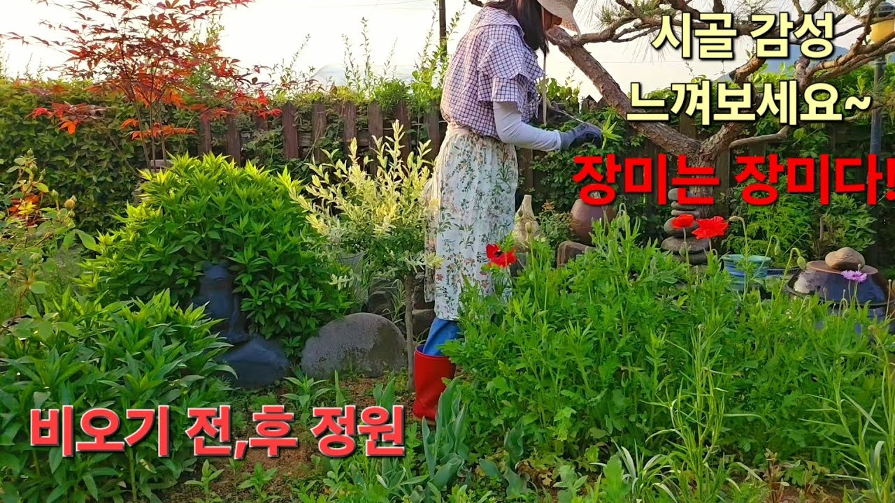 비오기 전,후 정원 풍경,첫 장미꽃에 심쿵했어요,시골감성,꽃 감성 느껴보세요,