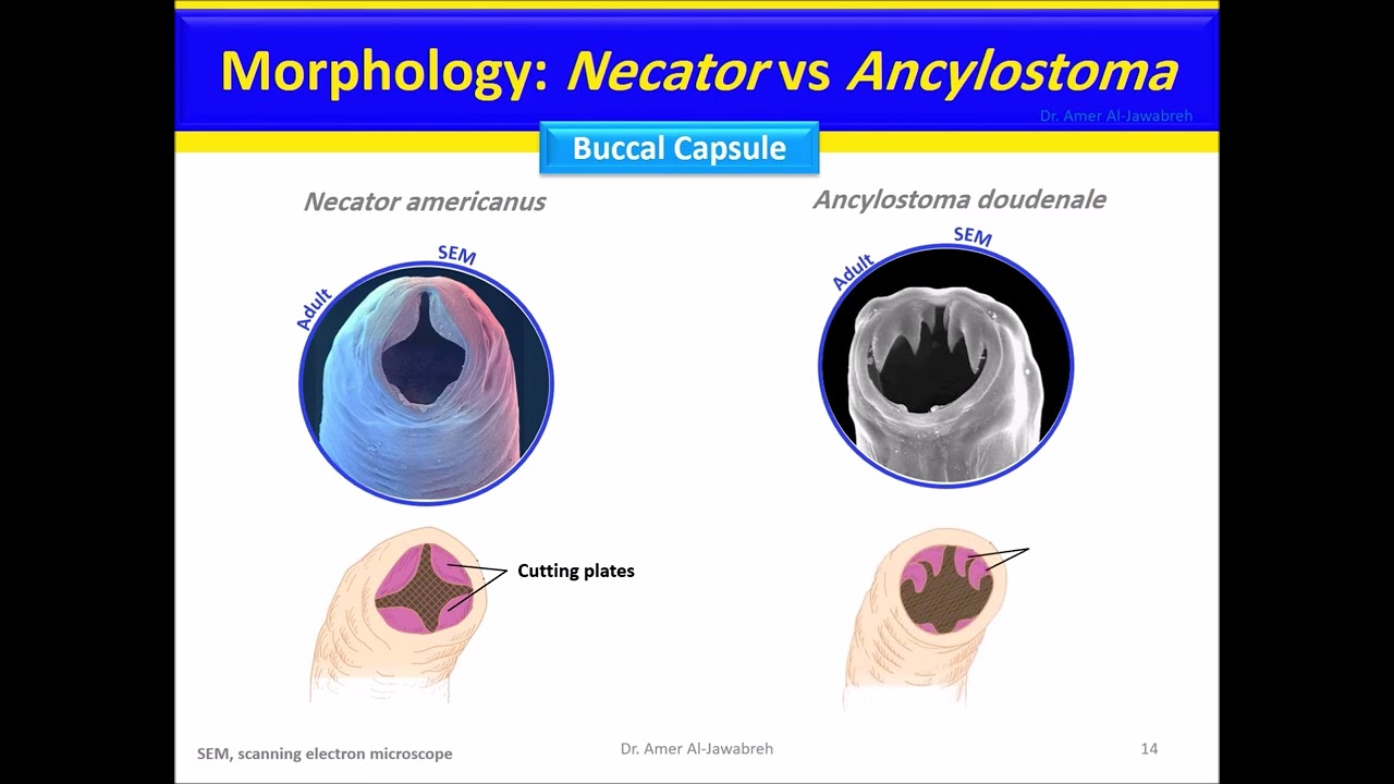 Nematodes, Hookworm, Ancylostoma duodenale, Necator americanus