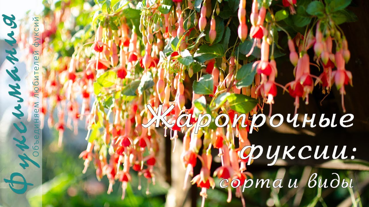 Жаропрочные фуксии, обзор сортов