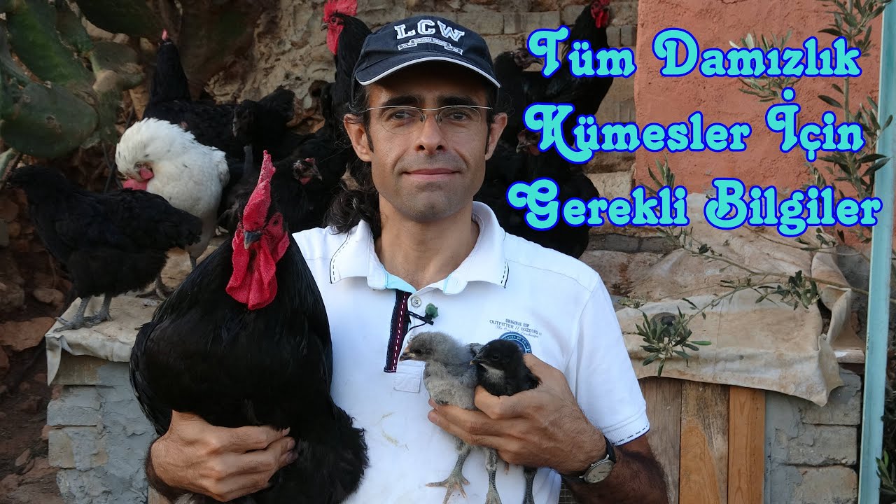 Australorp Kümesinde Kan Değişimi Zamanı