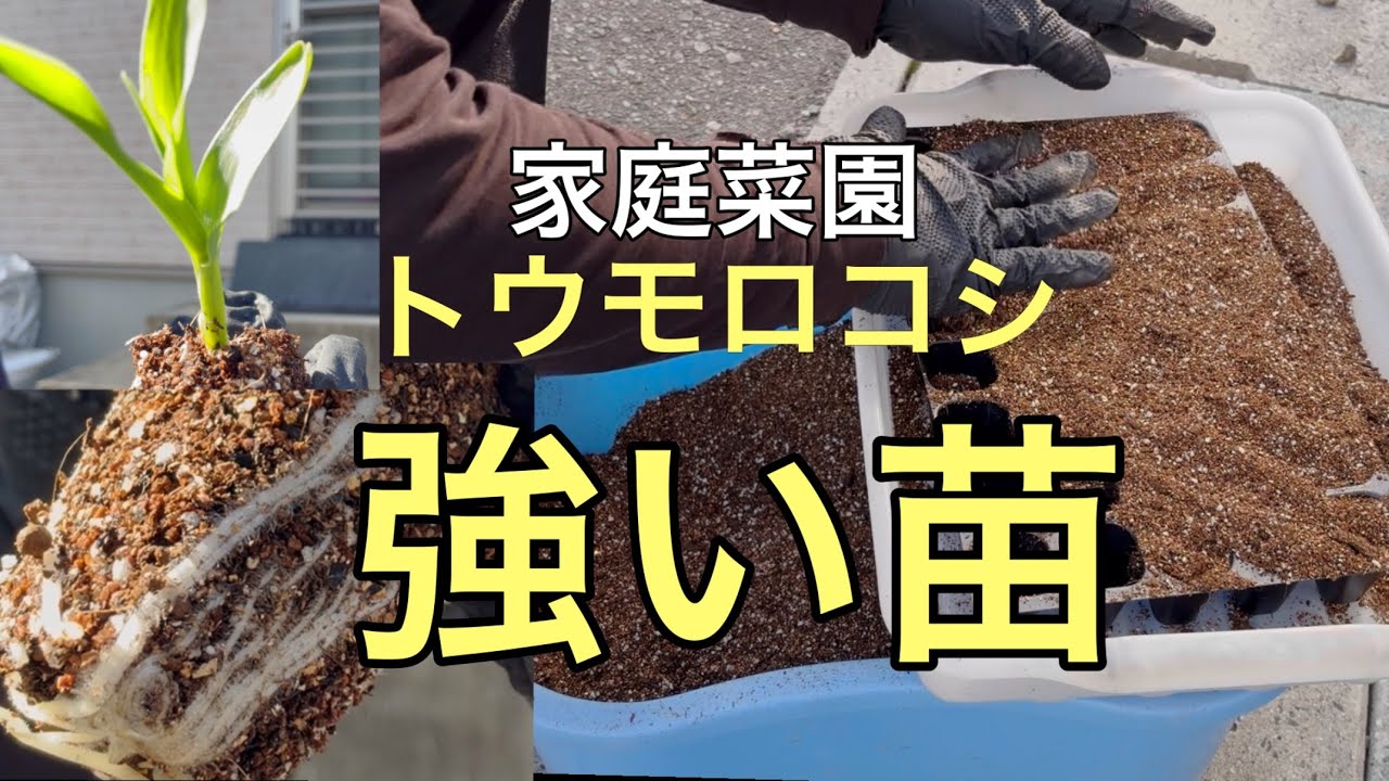 【家庭菜園トウモロコシの強い苗作り】　吸水の種で発根力UP 覆土なしで強健　発芽までの温度管理と細かい配慮　草木灰水　吸水方法　植え時判断　