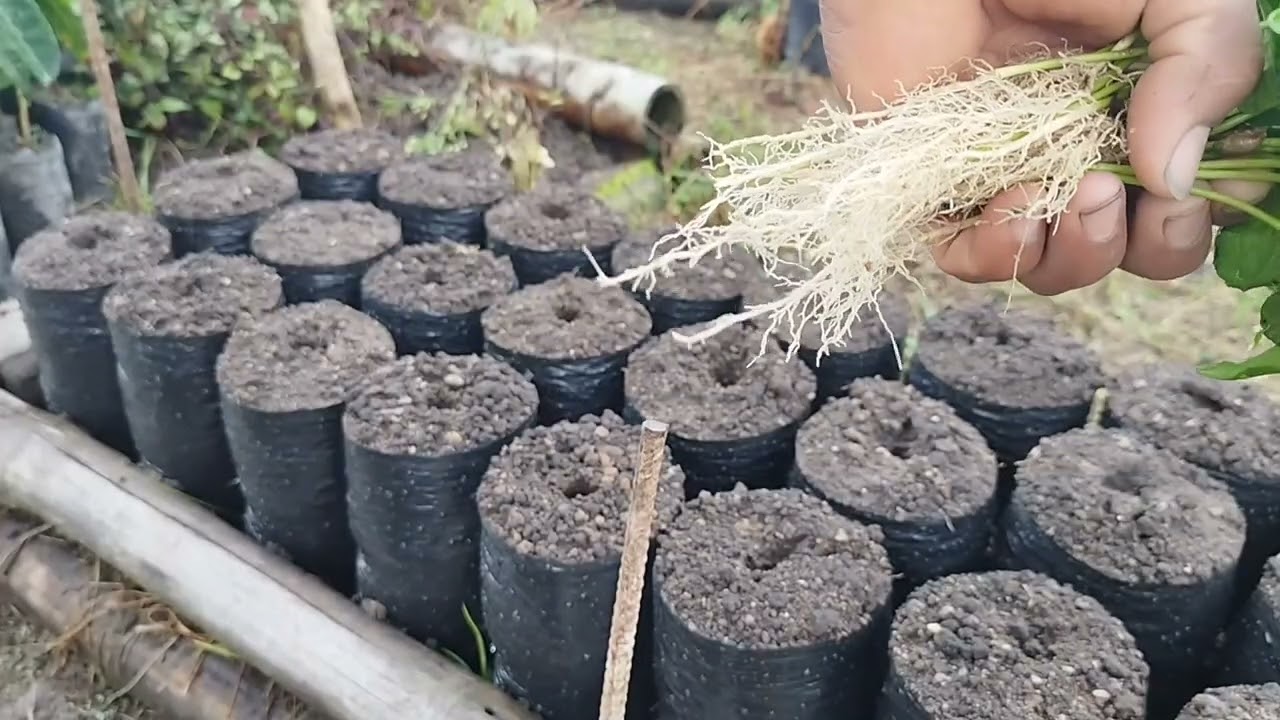 Semillero de Calidad.. forma correcta de embolsado y  enchapolado de café