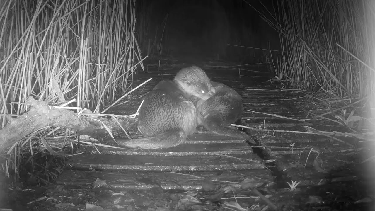 Another otter cub suckling