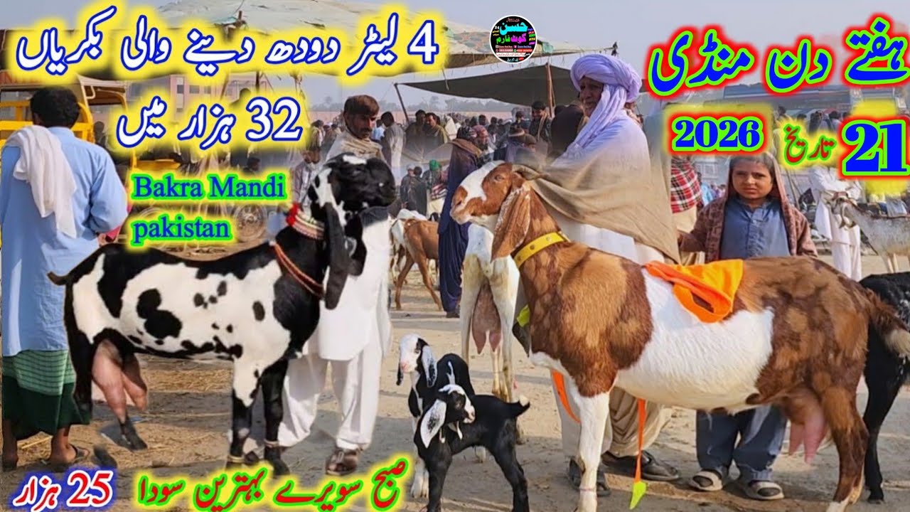 22 February 2026 ہفتے کے دن دودھ والی بکریوں کی منڈی dudh aour bachon wali bakriyan mandi visit 🙄