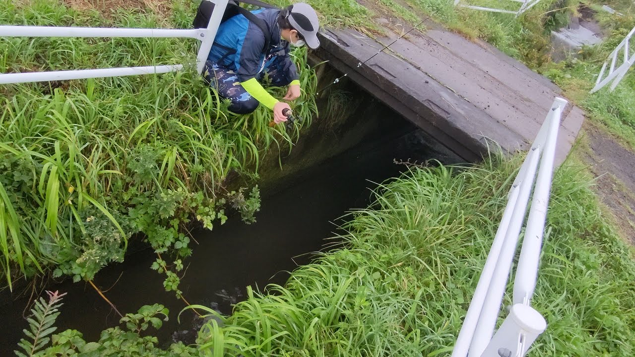 小さな道路の下の用水路で釣りをしてみると...