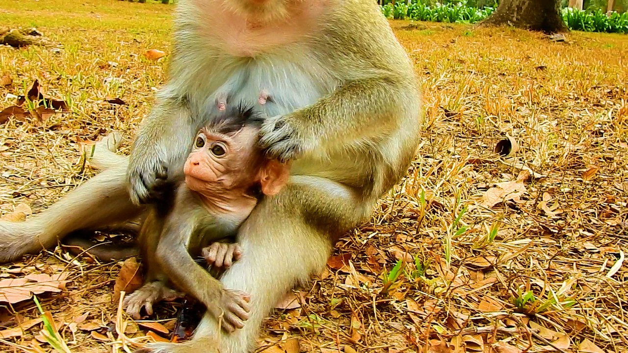 Update! Monkey Amina Looks Very Sad While Mom Bringing Her To See Amber Group | @BuBuMonkeyTV