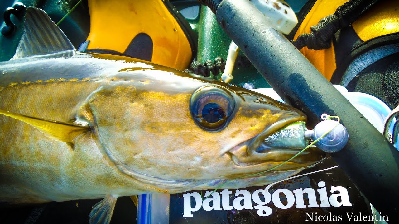 Soft Lure Pollock Masterclass