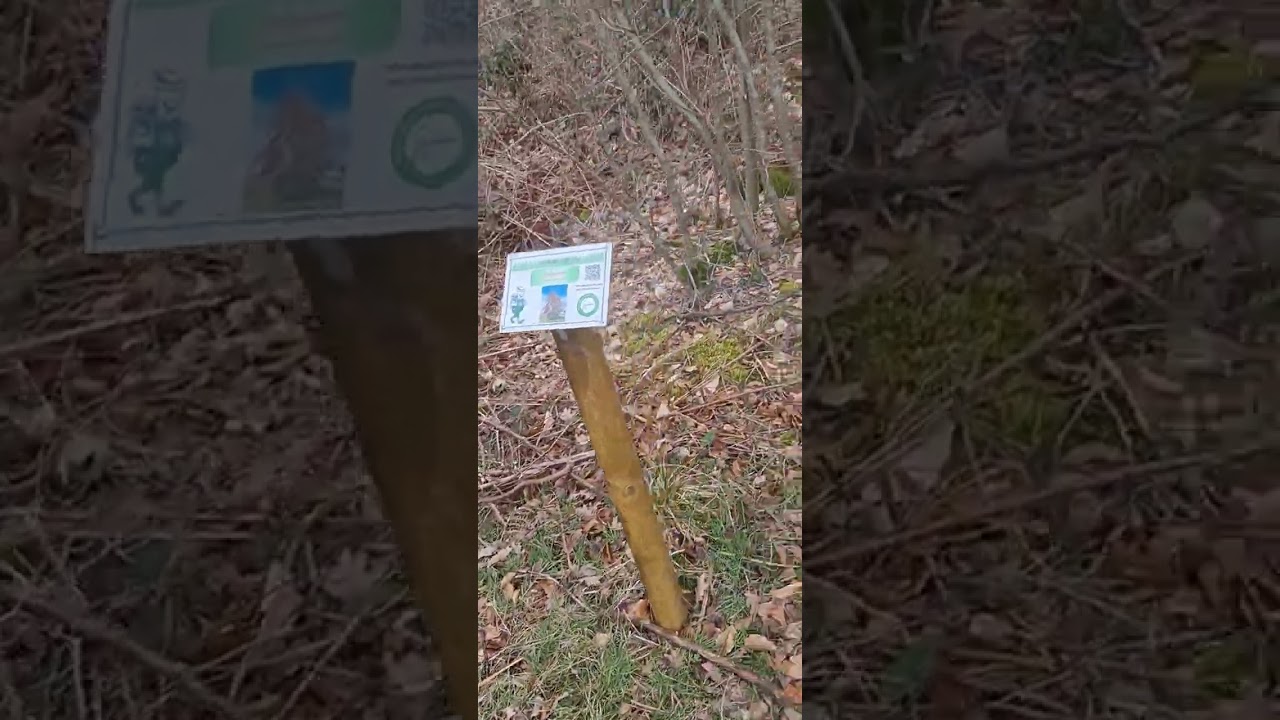 Bruits de nature (for&ecirc;t)