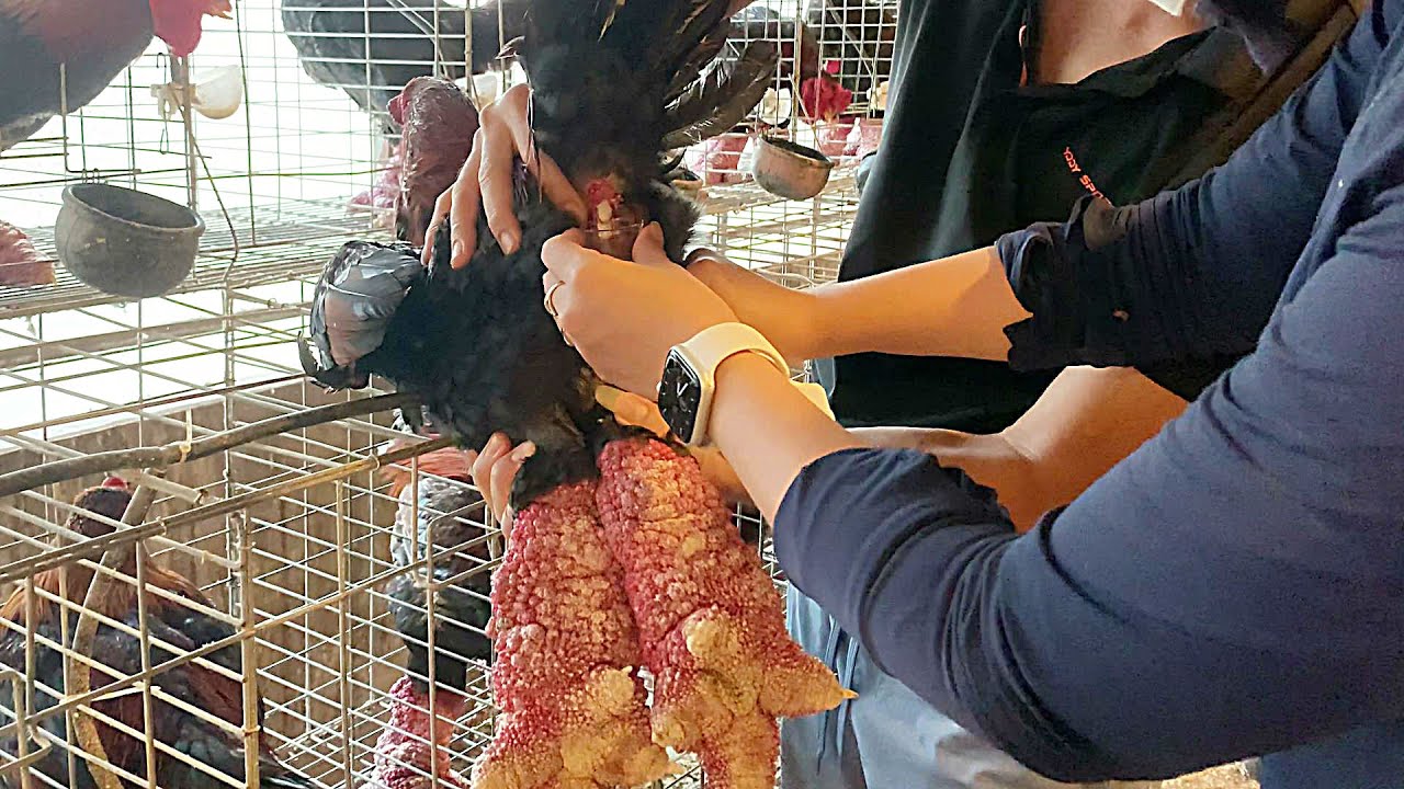 Dong Tao chicken - The secret of artificial insemination - Farm and Contry Life