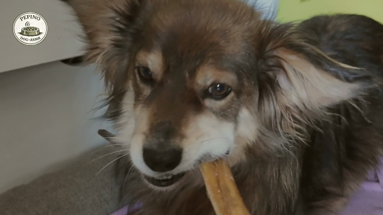 Dog Eating ASMR | 20 Minute Calm Evening Chewing Session