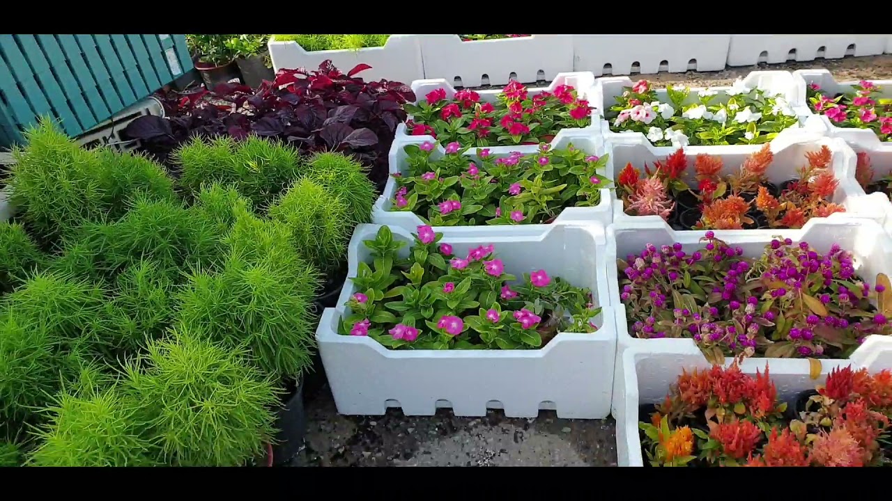 Exploring plant nursey KSA | plant shopping in Saudi Arabia | Al khobar