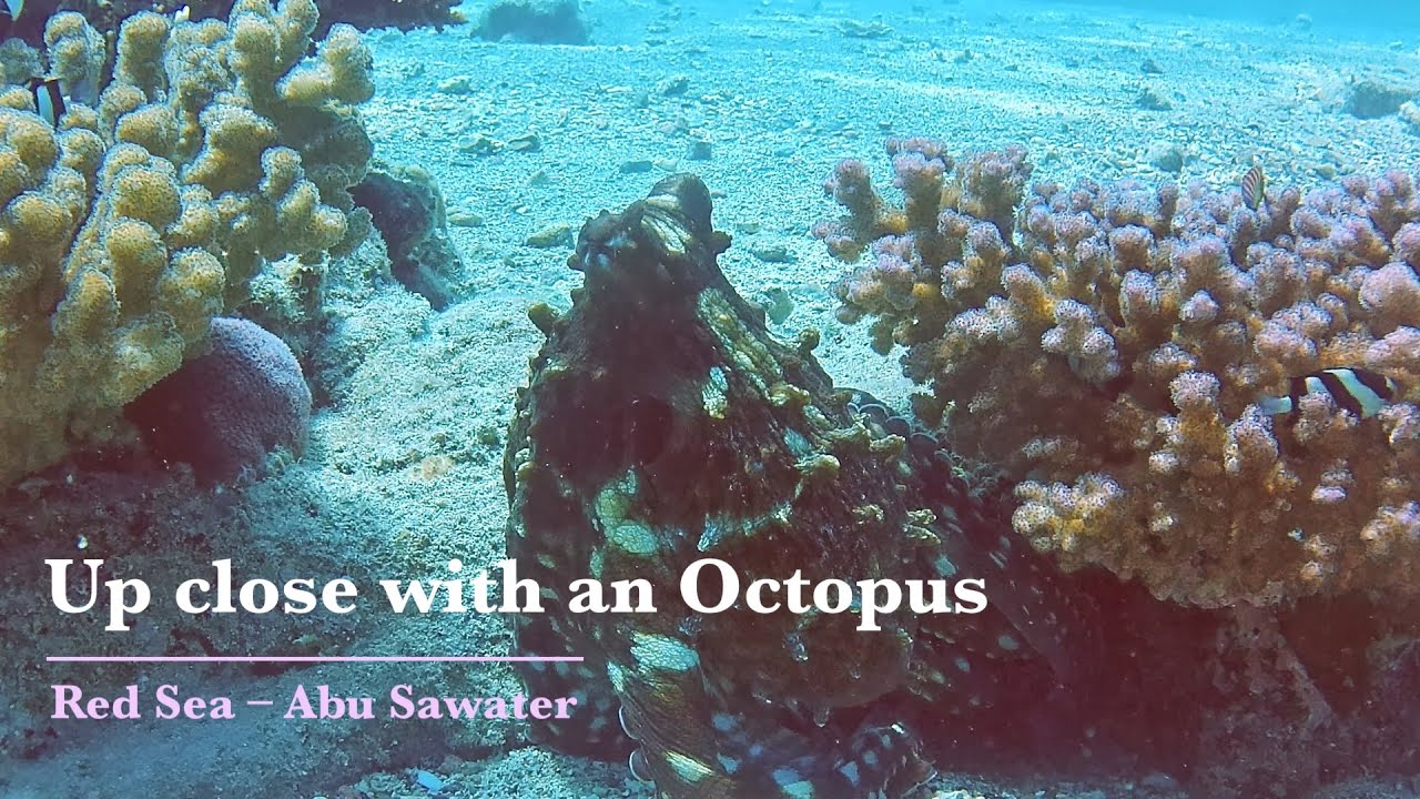 Beautiful Octopus in the Red Sea – and why a patient diver will see more