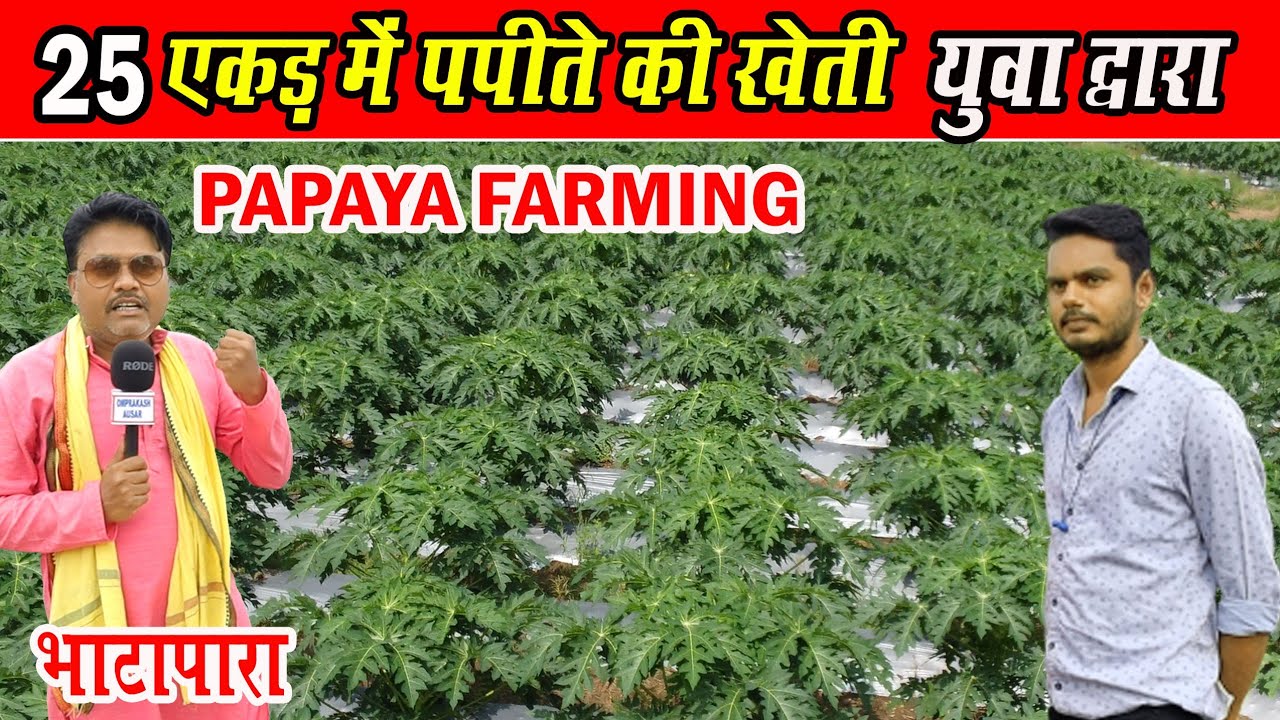 25 एकड़ में पपीता की खेती युवा द्वारा।। Papita Ki Kheti yuaa Dwara। Papaya Farming By Young Boy।