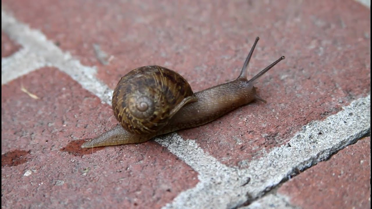 A snail moving along and leaving it's slime