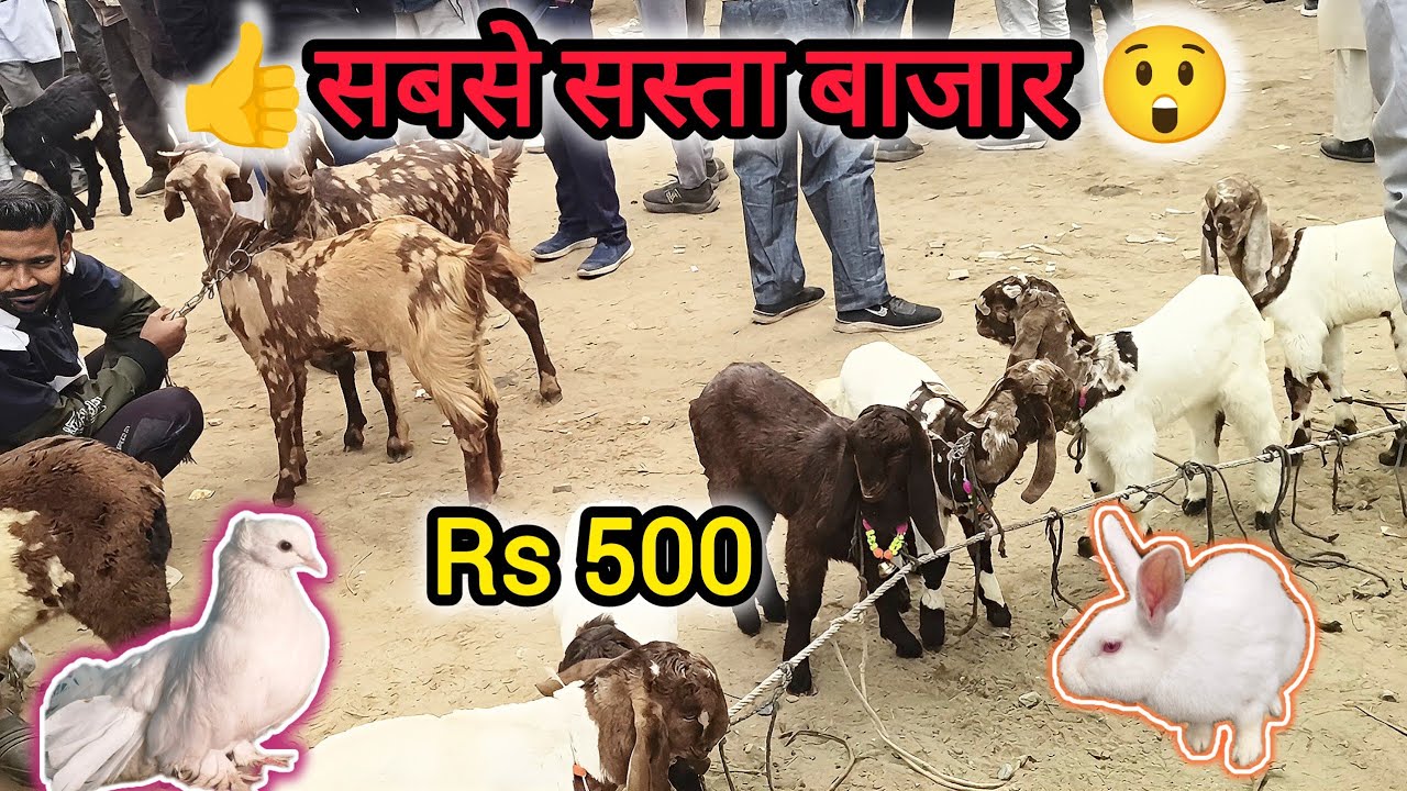 Sabse Sasta Bazar || Bakri Bazar || Murgi Bazar Bakri Market || Kabutar Market ||  @thepetsplanet1 