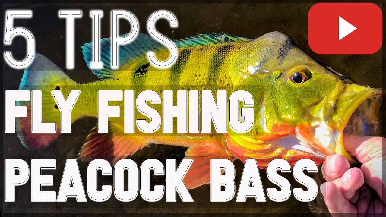 HOW TO FLY FISH for Peacock Bass