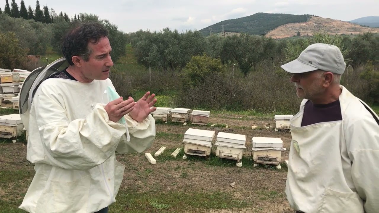 Bölme Yönteminde Koloniye Genç Larvalardan Ana Ürettirmek İçin Püf Nokta.  Dr. Ömür UYGUR.