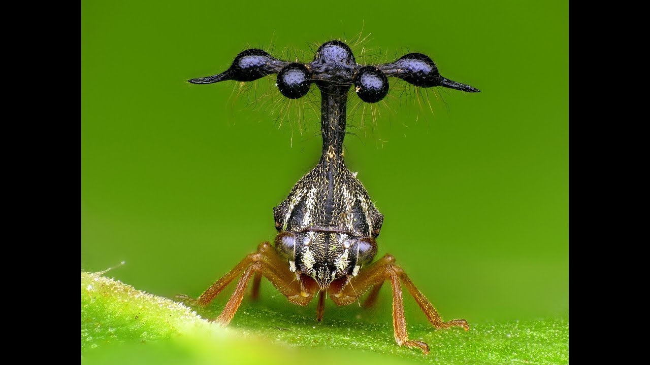 Helicopter-like Treehopper from Ecuador