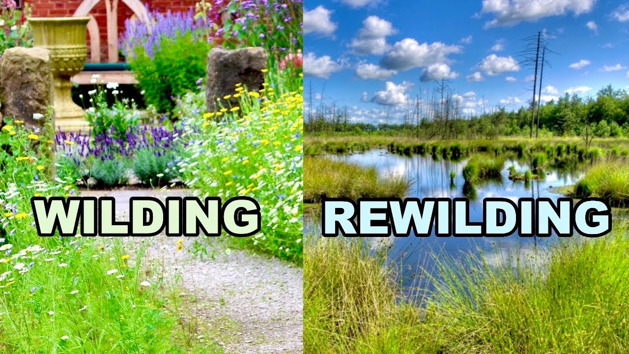 To WILD or REWILD?  That Is The Question...