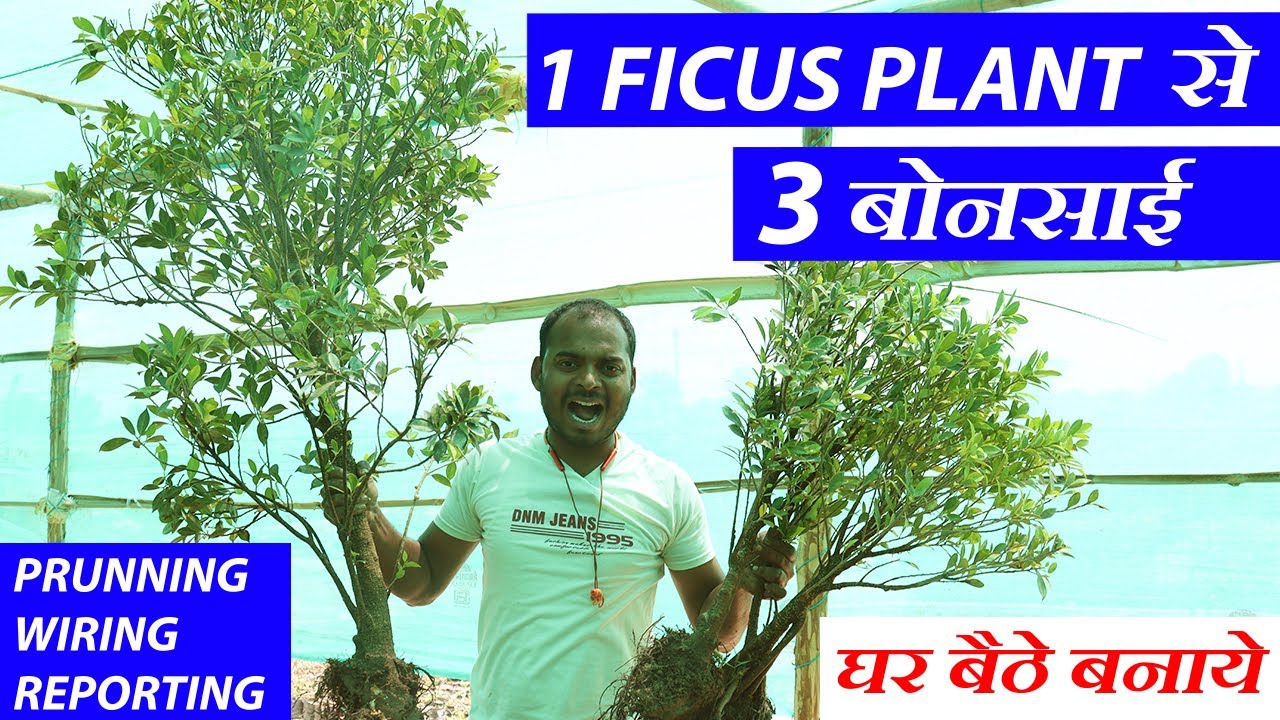 घर बैठे बनाये फाइकस बोन्साई | Know How to Make Ficus Bonsai at Home | Step By Step | Full info Hindi