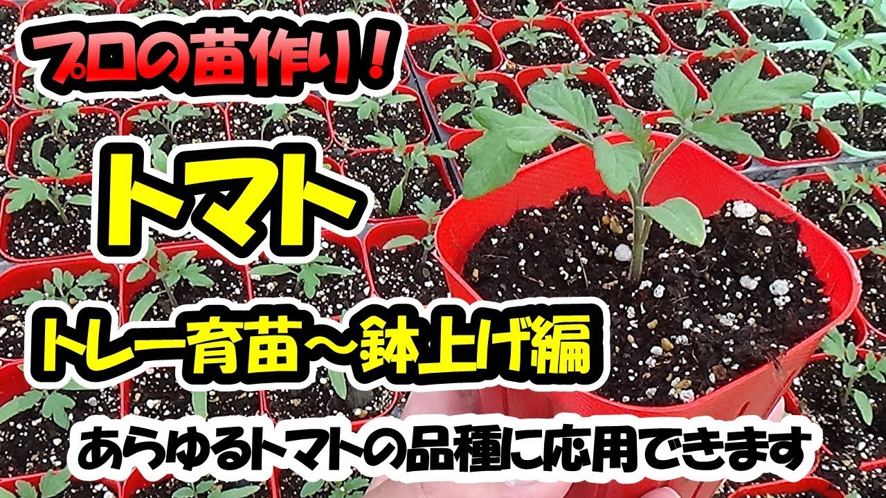 【育苗のプロが教える！】トマトの苗作り　トレー育苗～鉢上げ編（セルトレー）あらゆるトマトの品種に応用できます