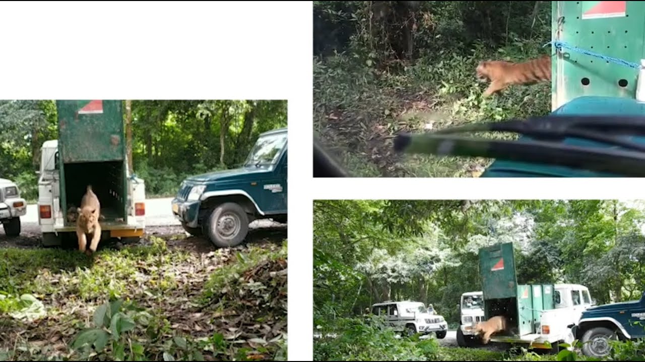 Rare multi-camera tiger release
