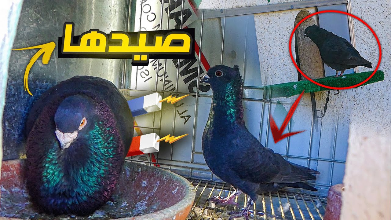 طلقت ذكر لادرون (سناتري) وجاب معه أنثى 😍 | شاهد كيف أدخلها