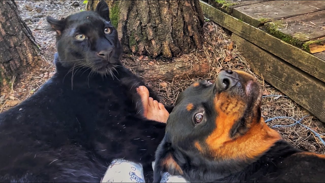 Пантера Луна и Венза счастливы😸😂❤️