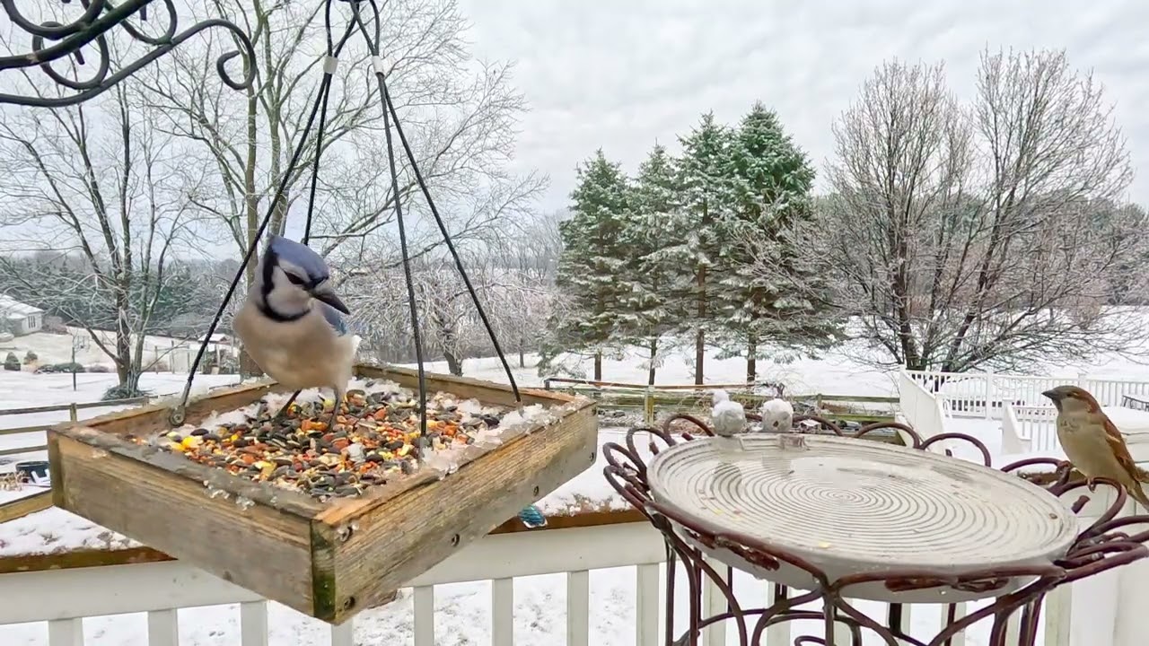 Bird At Snowy Bird Feeders | Relaxing Bird Sounds For Deep Sleep | CAT TV Birds For Cats To Watch 