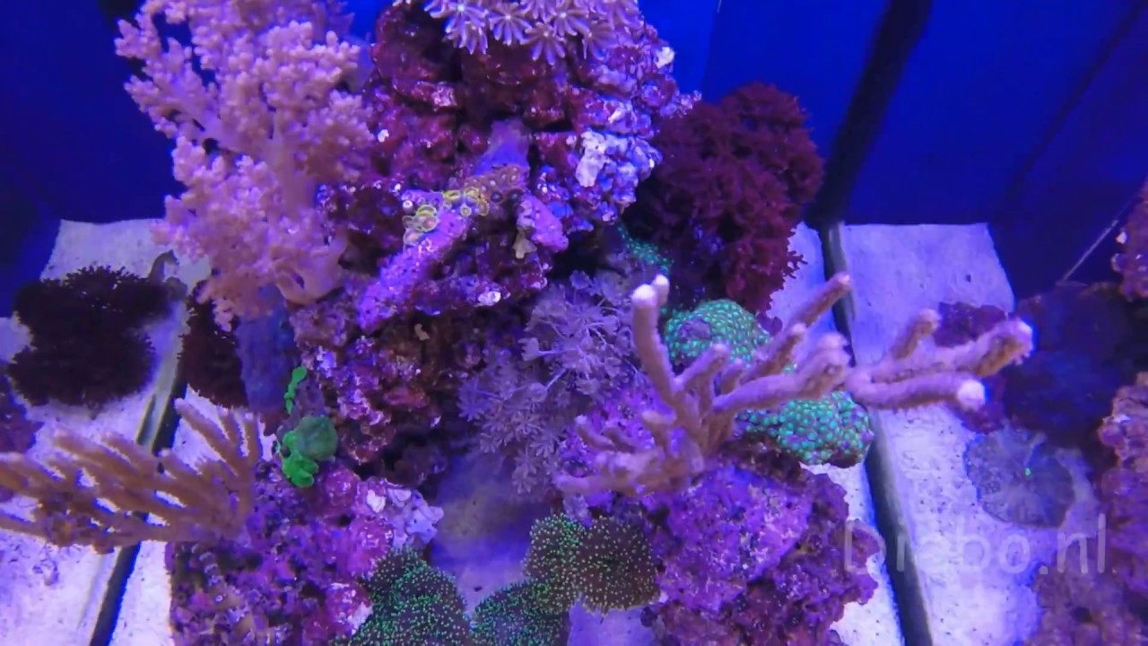 Zeepaardjes kopen @diebo aquariumspeciaalzaak
