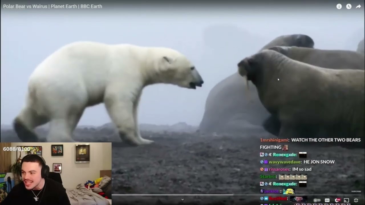 FaZe Adapt Reacts to Animals| Polar Bear attacks Human & Polar Bear vs Pack of Walrus