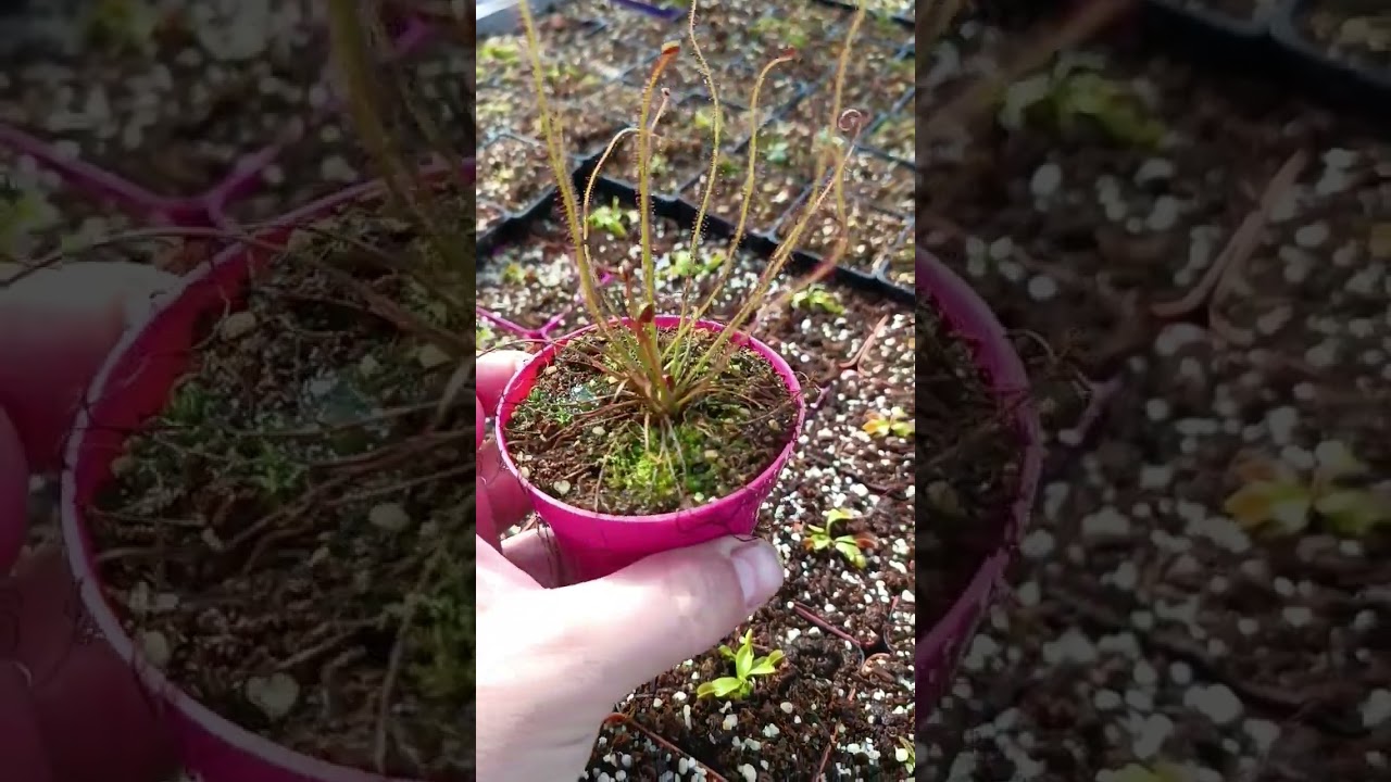 Drosera Filiformis, creciendo y florando.🌱❤️ #plantascarnivoras #plant #carnivorousplant #carnivore