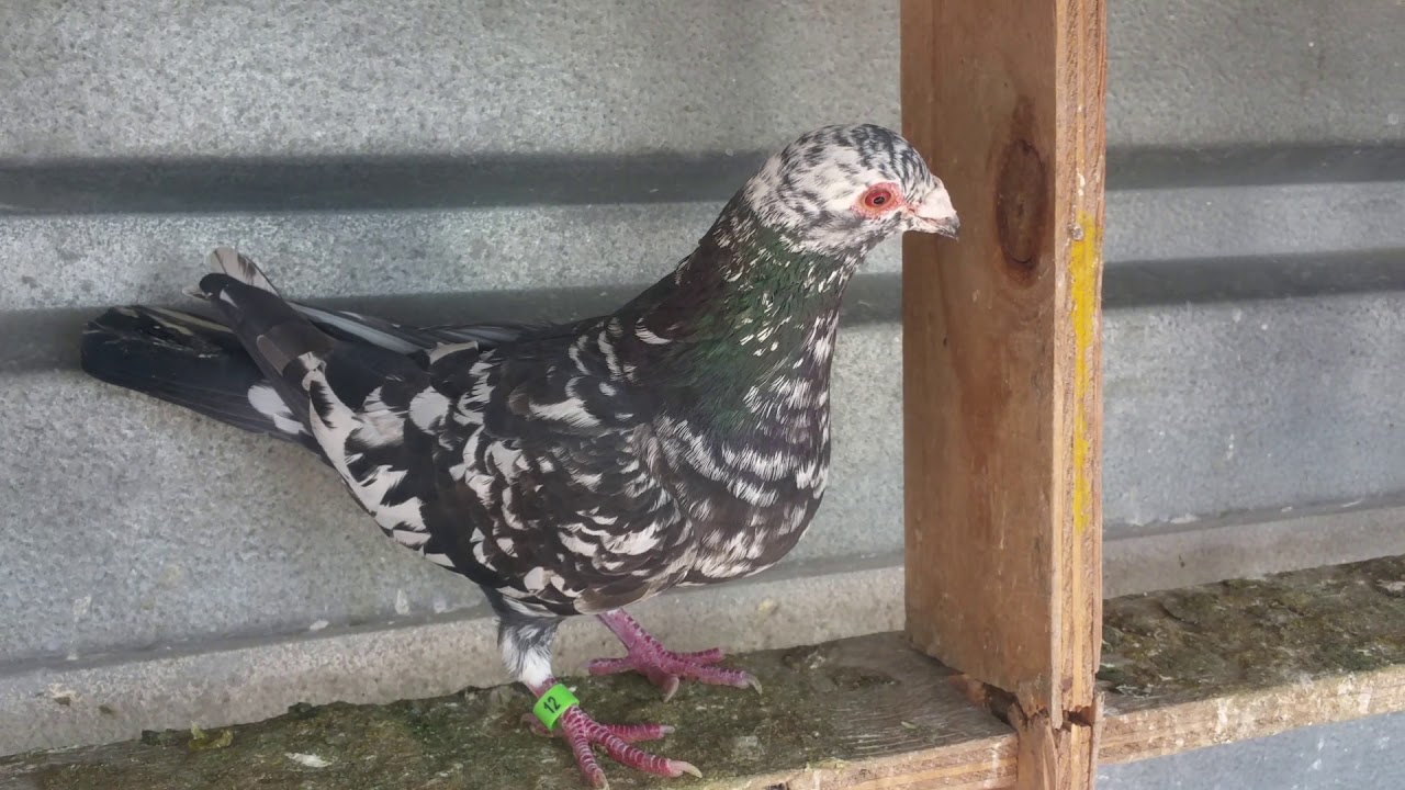 Rare colour racing pigeon Lottering Loft