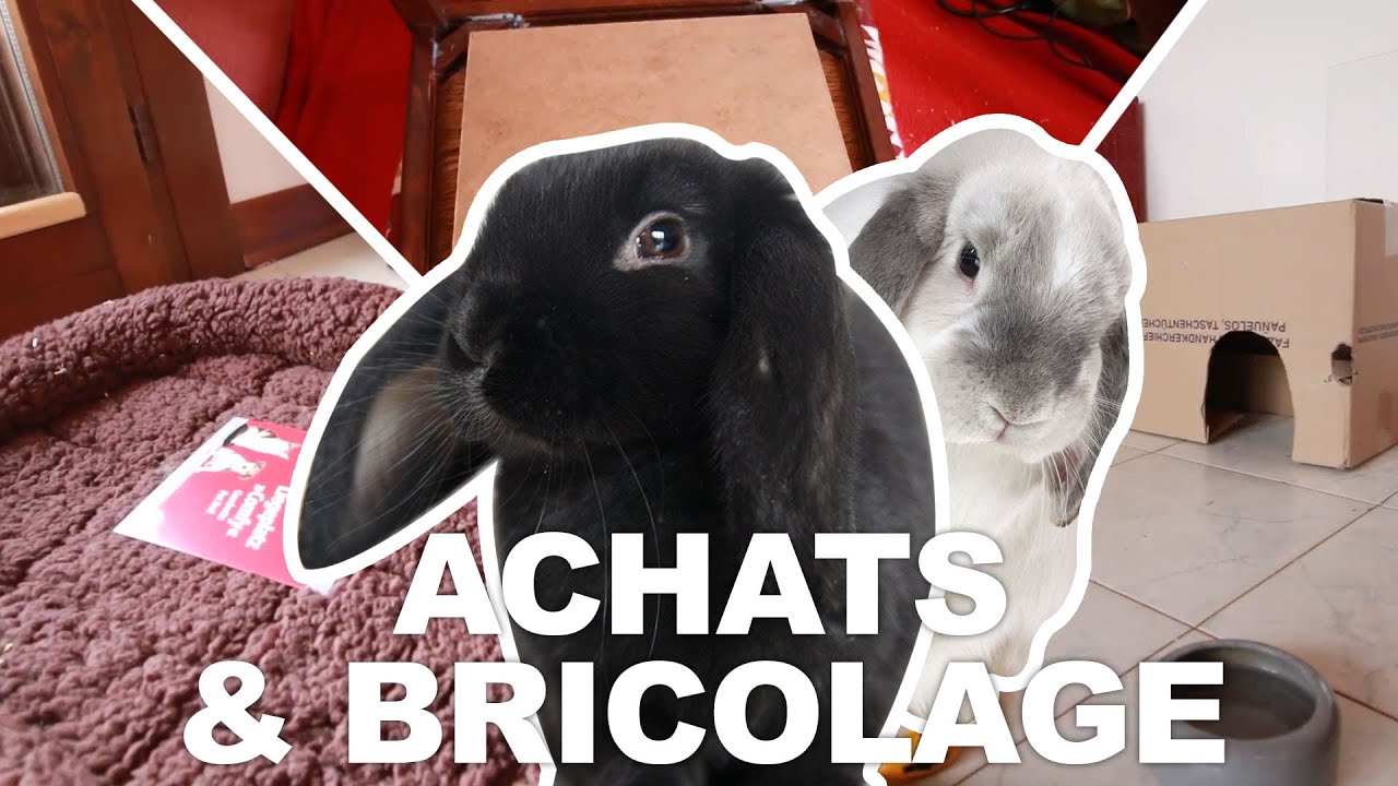 Astuces, achats et bricolage pour les lapins