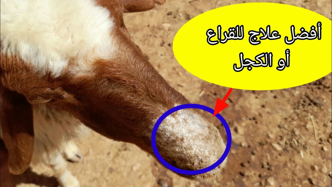 علاج الكجل أو القراع(القوب) عند الاغنام والماعز والابقار والأبل بطريقة ناجحة 100%