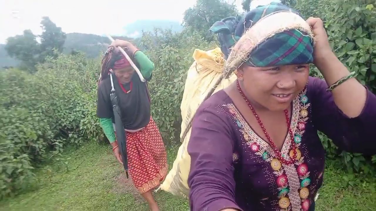 गाउले जीवन लेकबाट बेसि झरदै 