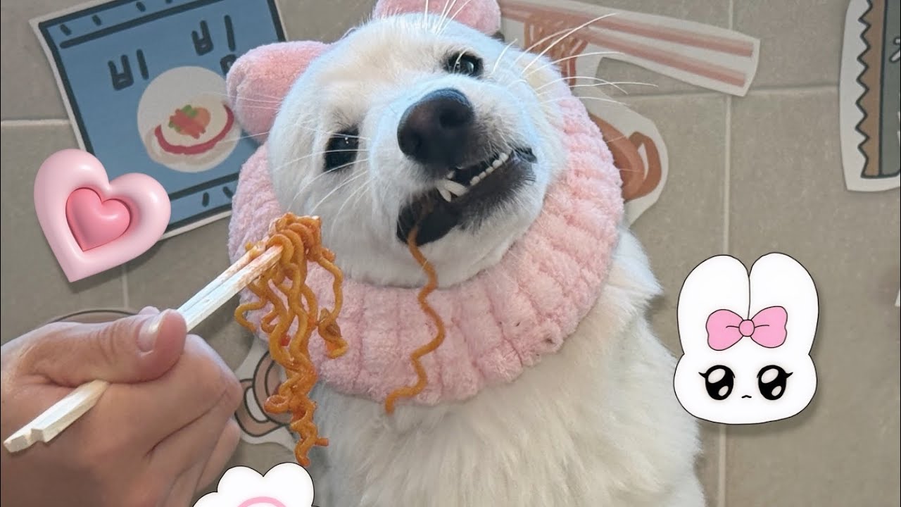 라면도 먹고 료칸도 즐기는 시고르자브종 우롱짱🍥 강아지유치원 / 애견유치원 / 강아지유치원선생님 