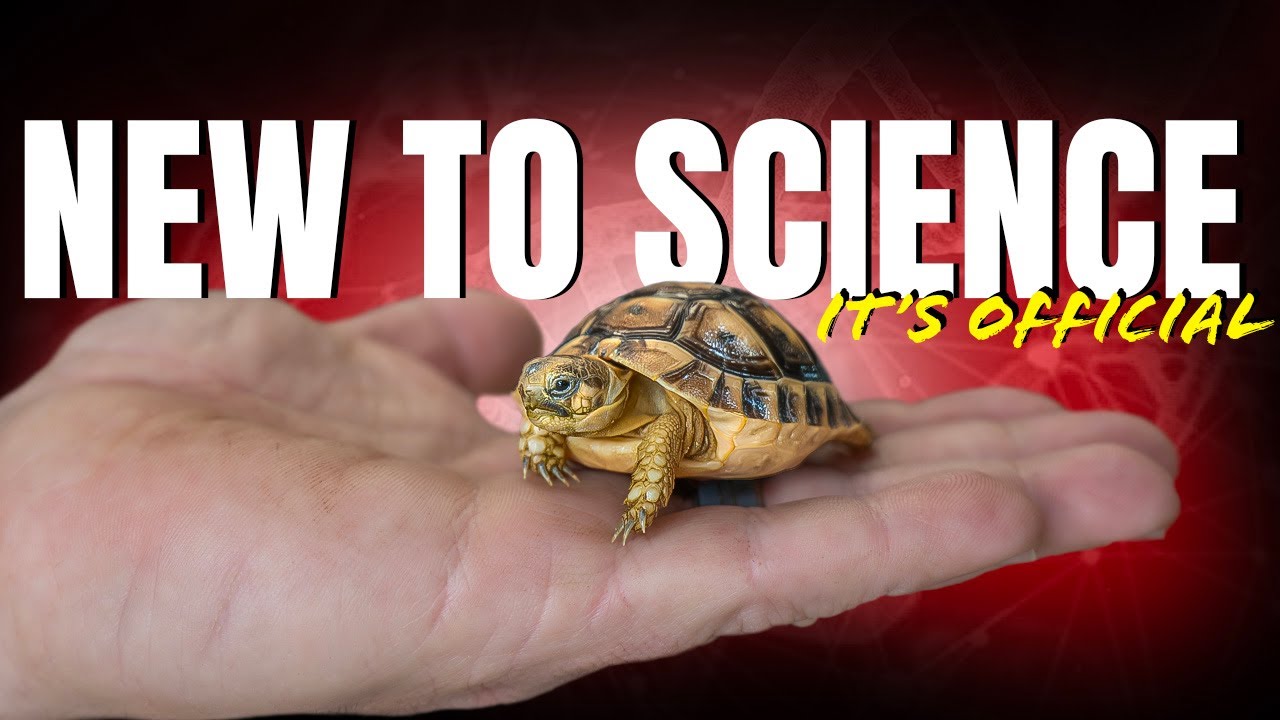 Tiny, Vulnerable Tortoises Discovered by Science for the First Time!