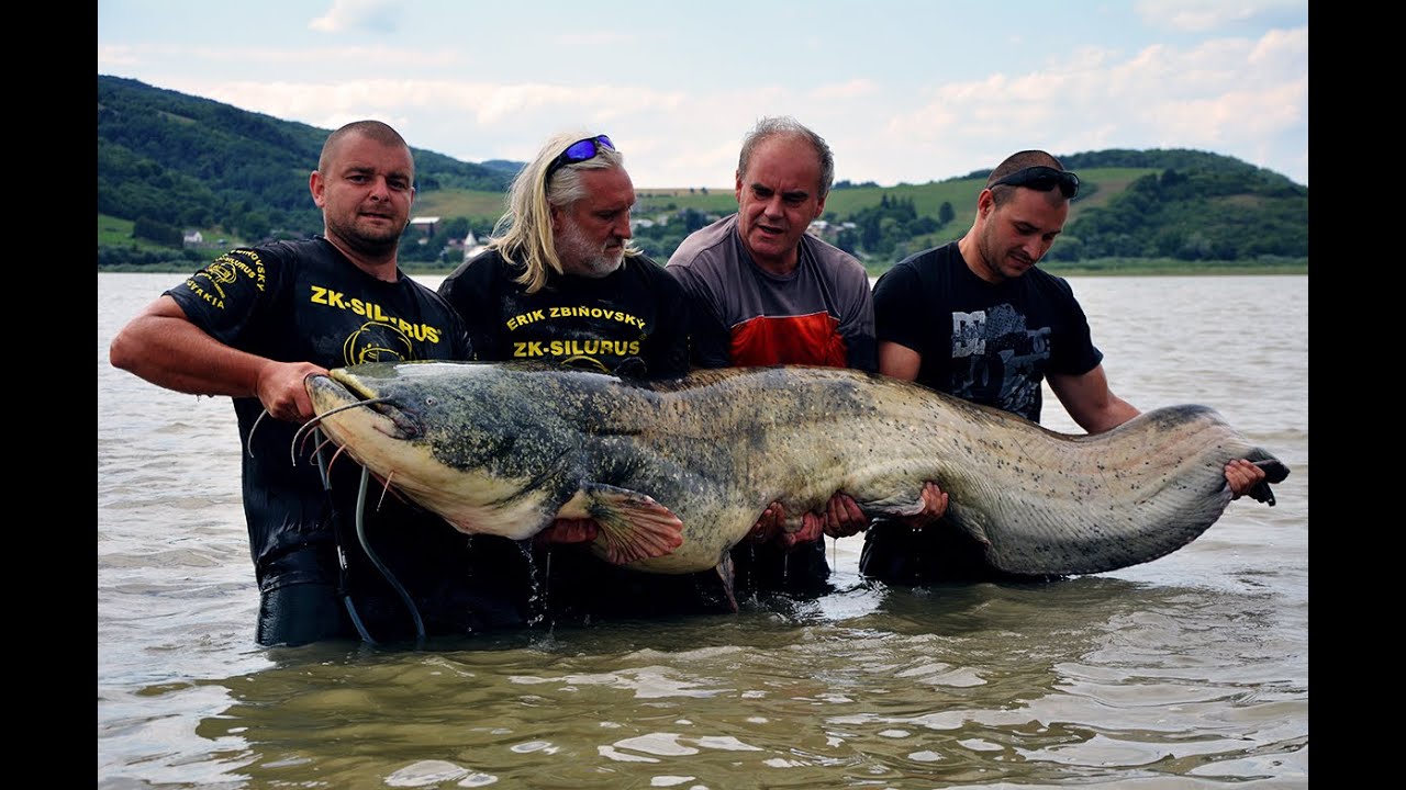 Rekordný sumec z Domaše 264cm 100kg+ Slovakia Catfish