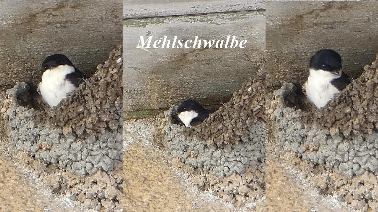 Bei den Mehlschwalben vorbeigeschaut (22.06.2025)