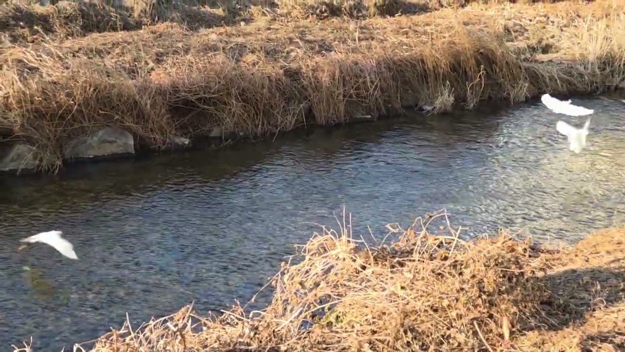 백로떼의 아름다운 날개짓과 물고기잡기~♡(the beautiful flapping of wings and catching fish in the egret)#힐링#아름다운풍경 #자연