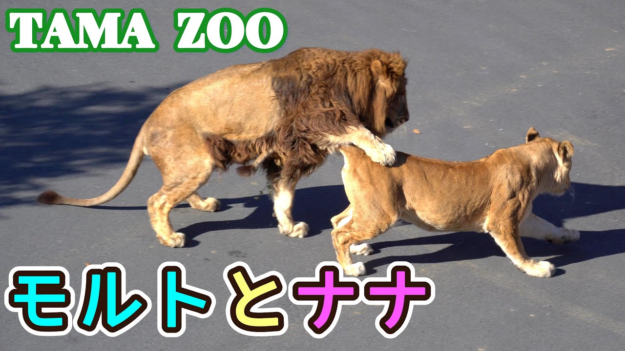 多摩動物公園ライオン園ドキュメンタリー